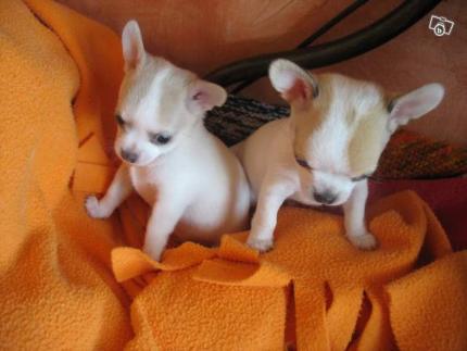 Le Bon Coin A Donner Chiots Mini Type Chihuahua Bas Rhin 67 Alsace Yootoo Fr