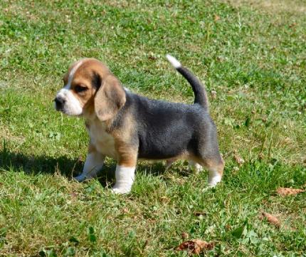 Le Bon Coin Donne Adorable Chiot Beagle Yootoofr